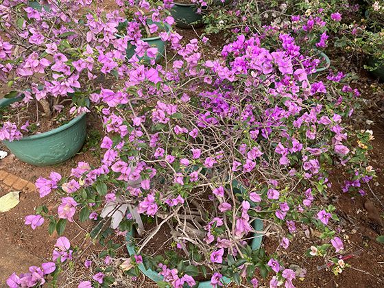从古希腊药用植物到浪漫花海：薰衣草跨越2000年的文化演变史