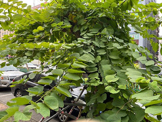 荷花在不同文化中的象征意义：跨越地域与时代的精神符号探索