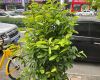 观赏单瓣荷花水景设计指南：池塘造景与水生植物搭配要点
