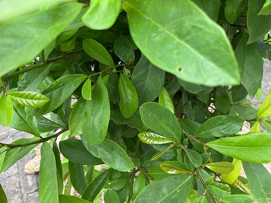 提升居家办公幸福感：人体工学椅‘腰靠’与‘坐深’调节黄金法则！