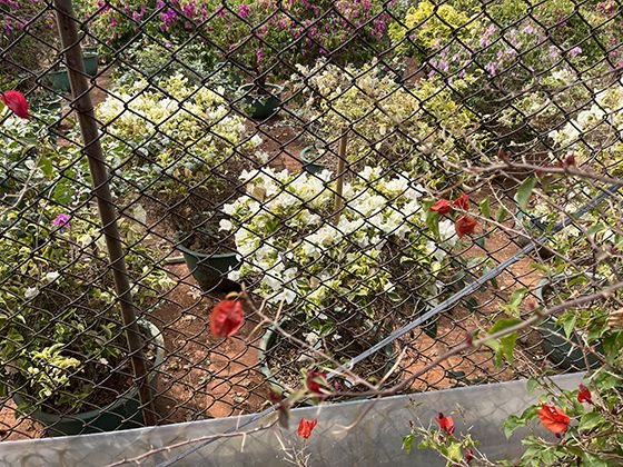 荠菜分布变迁的大数据模拟：未来50年气候变化下的适生区预测报告
