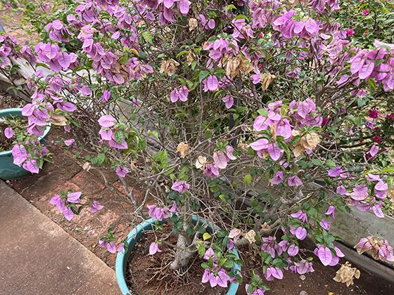 路边常见的朝天委陵菜竟是蜜源植物？蜜蜂为何偏爱它的小花