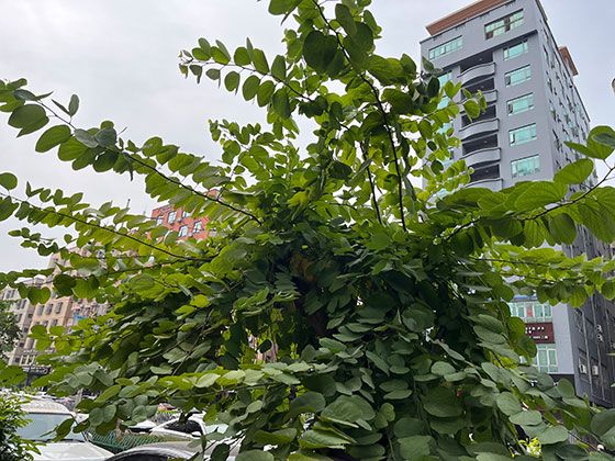 为什么有人狂爱有人厌恶？香菜味觉争议背后的基因与文化因素揭秘