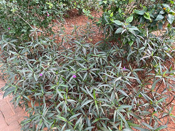 如何通过饮食调节改善整体健康？