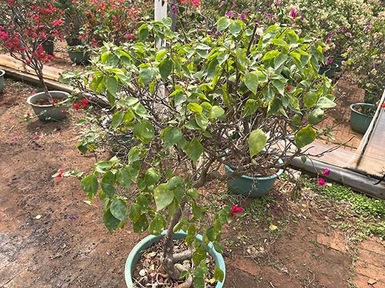 栀子花病虫害如何防治：守护洁白与芬芳