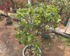 栀子花病虫害如何防治：守护洁白与芬芳