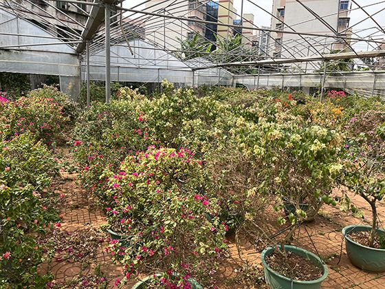 发财树施肥总烧根？掌握这3种肥料用法，叶片油亮不发黄