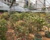 发财树施肥总烧根？掌握这3种肥料用法，叶片油亮不发黄