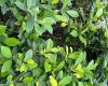 “革命菜”野茼蒿的前世今生：战争年代救荒植物的人文考证