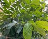 洞穴中发现适应黑暗环境的稀有昆虫种类