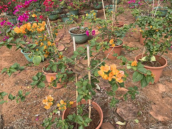蔊菜VS独行菜：从叶片形态到花部特征的4点科学区分指南